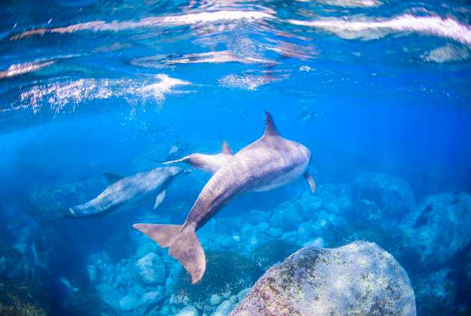 Dolphins swimming in the sea near Mikurajima Island in Japan