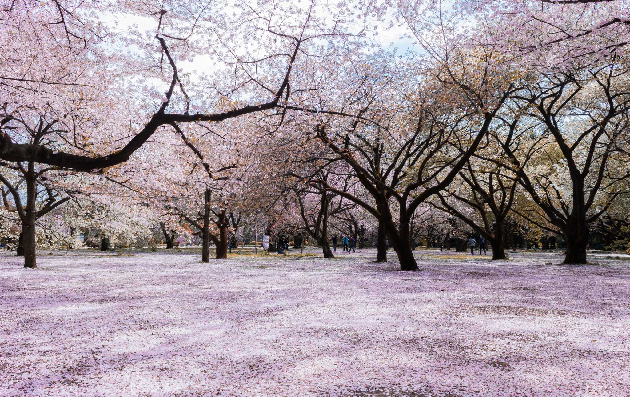 Guide To Hanami In Tokyo The Best Parks Times And Tips