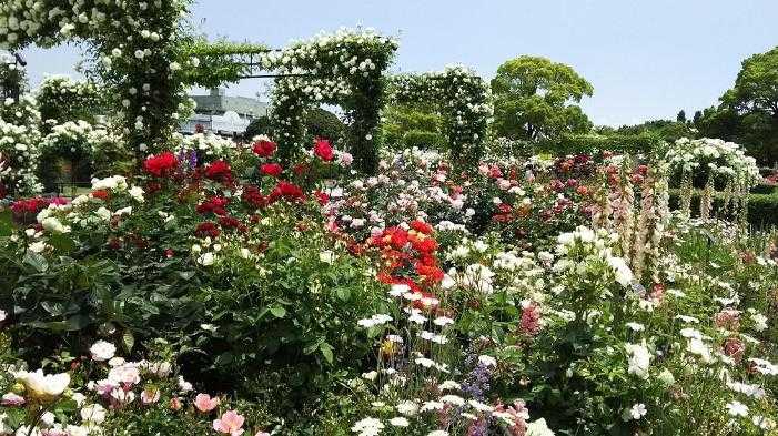The Rose garden in Yamashita park Yokohama